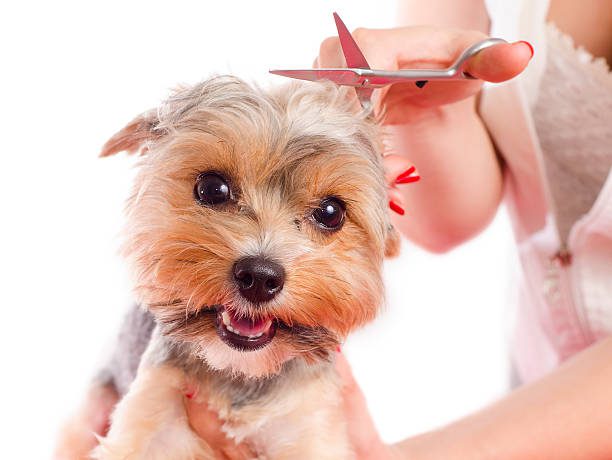 Closeup cute Yorkshire grooming , woman holding scissors above dogs head